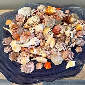 Sanibel, Captiva, & 10,000 Island Seashells From SW‎ Florida 1 Pound Asso…